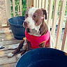 Duchess Marie joined the competition — help win amazing prizes! dog, brown, white, shirt, pink, glasses_filter, porch, wooden_floor, plant_pots, outdoor, sunlight, greenery, pet, sitting, canine, cute, decor, calm, daytime, casual