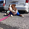 brown_and_white, car, close_up, colorful_blanket, dog, front_paws, harness, leash, license_plate, outdoor, parking_lot, pavement, pet, pit_bull, portrait, relaxed, shadow, sunlight, van, vehicle