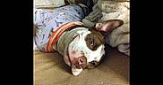 Duchess Marie is registered to the contest to win money with this photo: dog, couch, blanket, pillow, indoor, pet, resting, brown_and_white, clothing, fabric, relaxed, canine, furniture, laying_down, soft_texture, home, sleepy, animal, comfort, casual