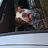 Duchess Marie is registered to the contest to win money with this photo: dog, car, window, tongue_out, happy, pet, animal, vehicle, outdoor, reflection, brown_and_white, seat, nature, glass, excited, canine, transportation, roadside, daytime, companion