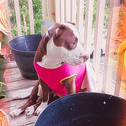 Duchess Marie is registered to the contest to win money with this photo: dog, pink_clothing, porch, wooden_floor, plant_pots, empty_pots, outdoor, pet, brown_and_white_dog, fence, balcony, flower_filter, sparkles, sitting, looking_away, daylight, cute, animal, canine, decorative_filter