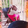 animal, balcony, brown_and_white_dog, canine, cute, daylight, decorative_filter, dog, empty_pots, fence, flower_filter, looking_away, outdoor, pet, pink_clothing, plant_pots, porch, sitting, sparkles, wooden_floor