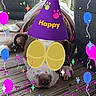 balloons, birthday, brown_dog, celebration, colorful, confetti, deck, decorations, digital_overlay, dog, festive, fun, glasses, outdoor, party_hat, pet, planters, relaxed, resting, wood