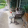 Duchess Marie joined the competition — help win amazing prizes! dog, wicker_chair, porch, outdoor, plant, sneakers, sidewalk, stool, window, greenery, shirt, furry_pet, relaxing, nature, concrete, home, seat, decor, calm, daylight
