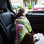 blanket, brown_dog, canine, car, car_interior, daytime, dog, domestic_animal, harness, leash, leisure, looking_out, pet, residential_building, road_trip, seat, side_view, tshirt, white_dog, window