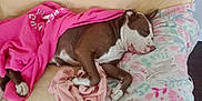 Duchess Marie joined the competition — help win amazing prizes! animal, bed, blanket, boxer, bulldog, canine, couch, cushion, dog, furniture, homedecor, hound, linen, person, pet, pitbull, puppy, purple, quilt, sleeping