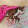 animal, bed, blanket, boxer, bulldog, canine, couch, cushion, dog, furniture, homedecor, hound, linen, person, pet, pitbull, puppy, purple, quilt, sleeping