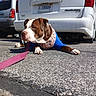 bandana, blue_sweater, brown_and_white, bumper, close_up, dog, leash, license_plate, minivan, outdoor, parking_lot, pavement, pet, pink_leash, pit_bull, portrait, resting, shadow, sunlight, tire