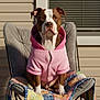 animal, brown_and_white, casual, chair, cozy, cute, dog, fashion, furniture, hoodie, indoor, looking_at_camera, pet, pink_clothing, pitbull, portrait, quilt, relaxed, sitting, window
