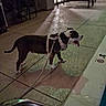 Duchess Marie joined the competition — help win amazing prizes! dog, leash, harness, panting, pool, poolside, tiles, night, outdoor, lounge_chair, shadow, side_view, pet, animal, concrete_floor, resting, quiet, evening, domestic_animal, walk