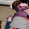 canine, car, closeup, dog, harness, hoodie, jeans, leash, license_plate, night, outdoor, pavement, person_leg, pet, purple_harness, purple_sneaker, sidewalk, sneaker, sweatshirt, vehicle