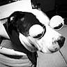 black_and_white, canine, car, close_up, collar, dog, face, fur, glasses, leash, monochrome, muzzle, night, pet, portrait, reflection, seat, snout, sunglasses, vehicle