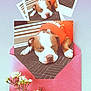animal, canine, close_up, composition, cute, decorative, dog, flowers, indoor, mat, pet, photo_collage, pink_envelope, printed_photos, red_shirt, relaxed, resting, sleeping, still_life, white_flowers