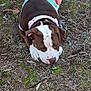 accessories, animal, boxer, bulldog, canine, clothing, dog, footwear, grass, hound, knitwear, pet, pitbull, plant, pointer, puppy, shoe, shorts, soil, sweater