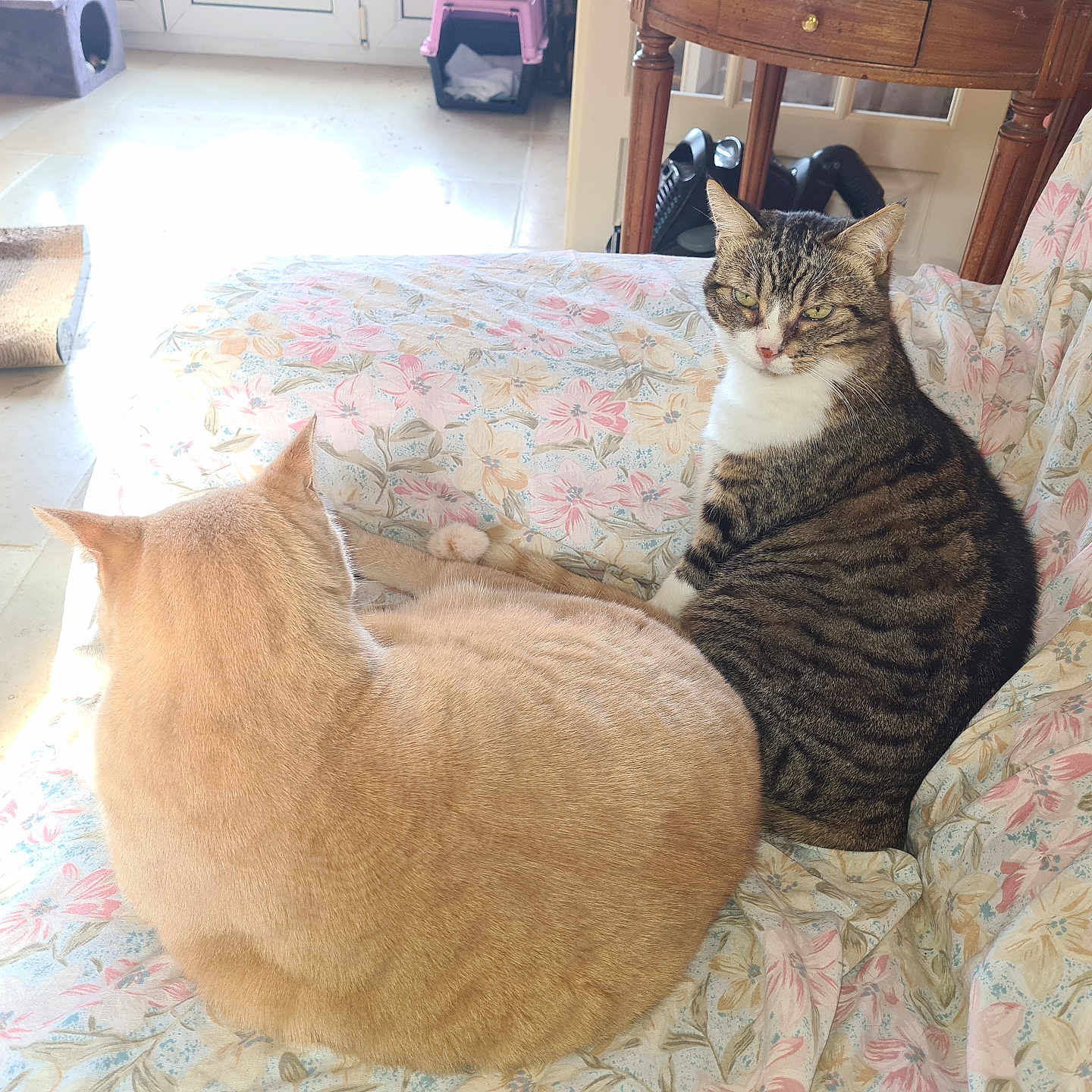 Gold Et Maxou a rejoint le concours — aidez-le/la à gagner de superbes lots ! animal, cat, chair, couch, cozy, cream_cat, domestic, feline, floral_pattern, furniture, home, indoor, living_room, pets, relaxed, resting, sunlight, tabby_cat, two_cats, window