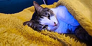 Elly a rejoint le concours — aidez-le/la à gagner de superbes lots ! cat, pet, blanket, yellow_blanket, cozy, indoor, sofa, fur, sleepy, portrait, close_up, whiskers, face, paw, bedding, domestic_cat, tabby, white_fur, relaxing, home