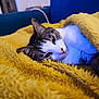 cat, pet, blanket, yellow_blanket, cozy, indoor, sofa, fur, sleepy, portrait, close_up, whiskers, face, paw, bedding, domestic_cat, tabby, white_fur, relaxing, home