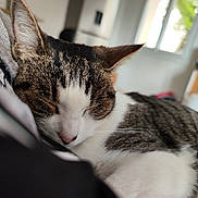 Elly a rejoint le concours — aidez-le/la à gagner de superbes lots ! cat, tabby_cat, sleeping, close_up, portrait, whiskers, ear, fur, pink_nose, nose, closed_eyes, indoor, bedroom, window, blurred_background, blanket, couch, cozy, pet, domestic_animal