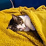 Elly participe au concours pour gagner de l'argent avec cette photo : cat, feline, sleeping, blanket, yellow_blanket, cozy, indoor, couch, pet, domestic, fur, whiskers, closed_eyes, nap, resting, tabby, white_fur, paw, soft_texture, plush