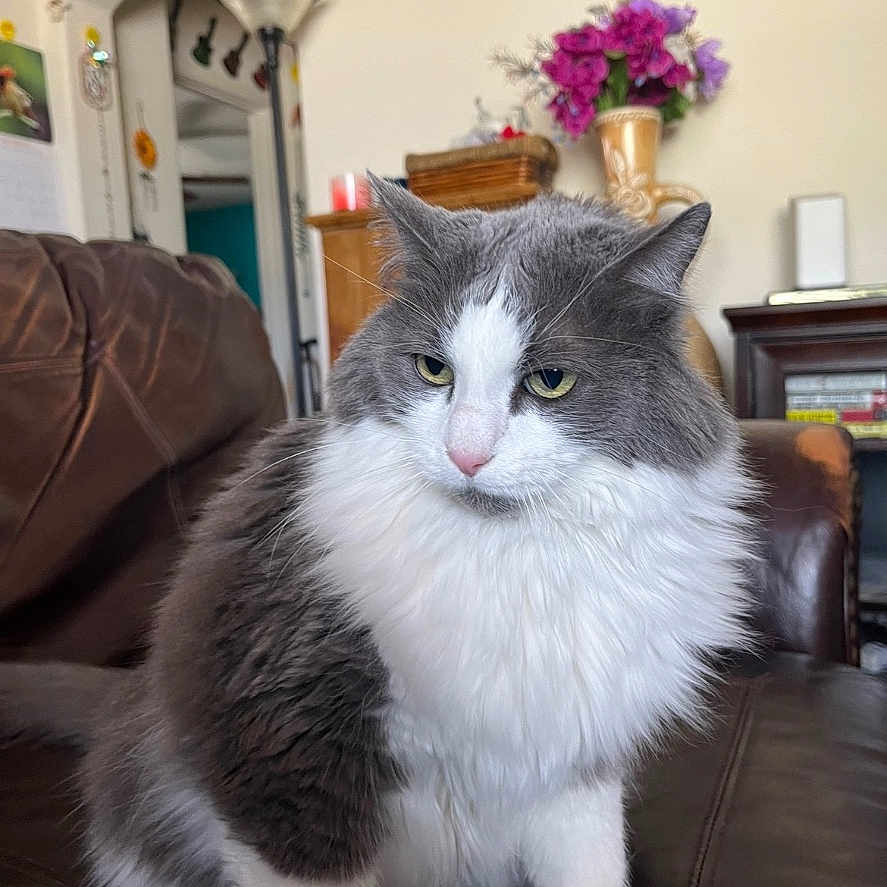 Lucky is registered to the contest to win money with this photo: animal, cat, couch, cozy, cute, feline, flowers, fluffy, furniture, gray, home_decor, indoor, lamp, leather, living_room, pet, portrait, sitting, vase, white