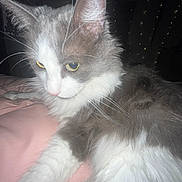 Lucky is registered to the contest to win money with this photo: animal, bed, blanket, cat, closeup, cozy, cute, feline, fluffy, gray, indoor, lights, night, pet, relaxed, sleepy, soft, twinkle, whiskers, white