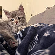 Loki joined the competition — help win amazing prizes! kitten, cat, gray_cat, fluffy, pet, cute, animal, indoor, blanket, patterned_blanket, couch, relaxed, fur, whiskers, ears, paw, close_up, young, domestic_cat, resting