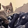 animal, blanket, cat, close_up, couch, cute, domestic_cat, ears, fluffy, fur, gray_cat, indoor, kitten, patterned_blanket, paw, pet, relaxed, resting, whiskers, young