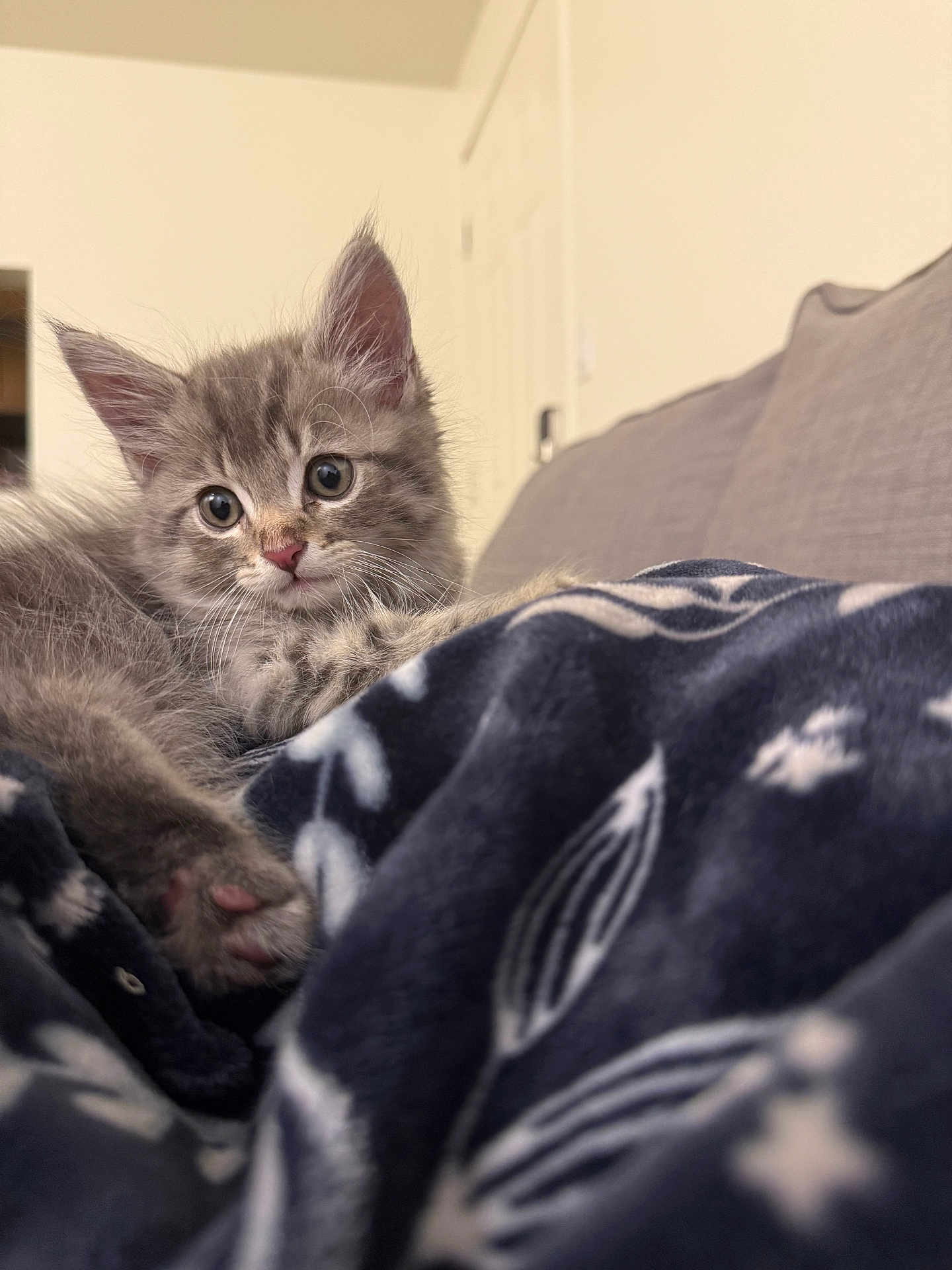 Loki