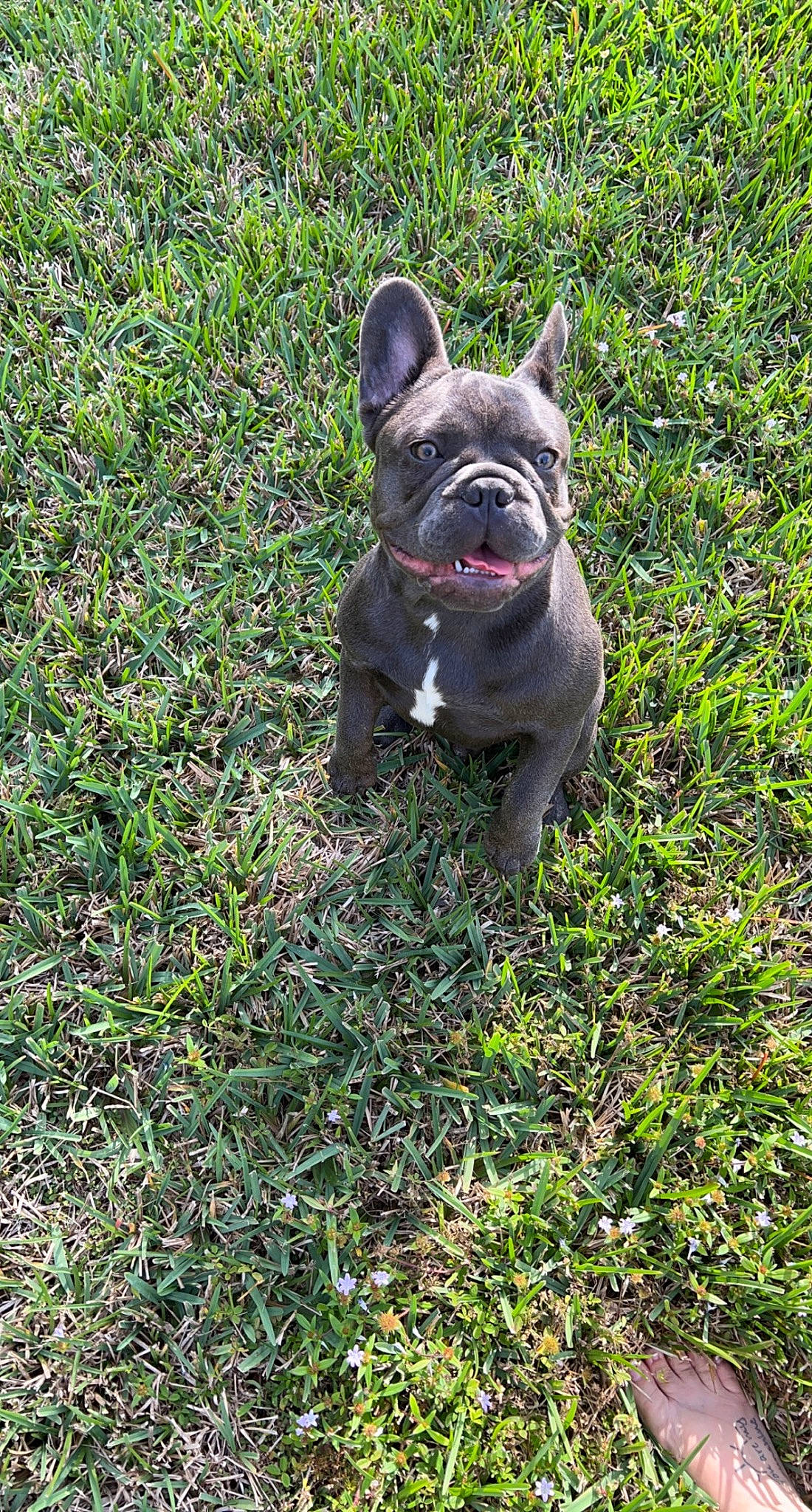 Joey joined the competition — help win amazing prizes! bulldog, canidae, carnivore, companion_dog, dog, dog_breed, fawn, french_bulldog, grass, groundcover, molosser, plant, snout, soil, sporting_group, terrestrial_animal, toy_dog, whiskers, working_animal, wrinkle