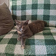 Vinyle a rejoint le concours — aidez-le/la à gagner de superbes lots ! animal, blanket, cat, checkered_pattern, couch, cozy, domestic_animal, ears, feline, fur, furniture, gray_cat, home, indoor, living_room, paw, pet, relaxed, resting, whiskers