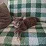 animal, blanket, cat, checkered_pattern, couch, cozy, domestic_animal, ears, feline, fur, furniture, gray_cat, home, indoor, living_room, paw, pet, relaxed, resting, whiskers