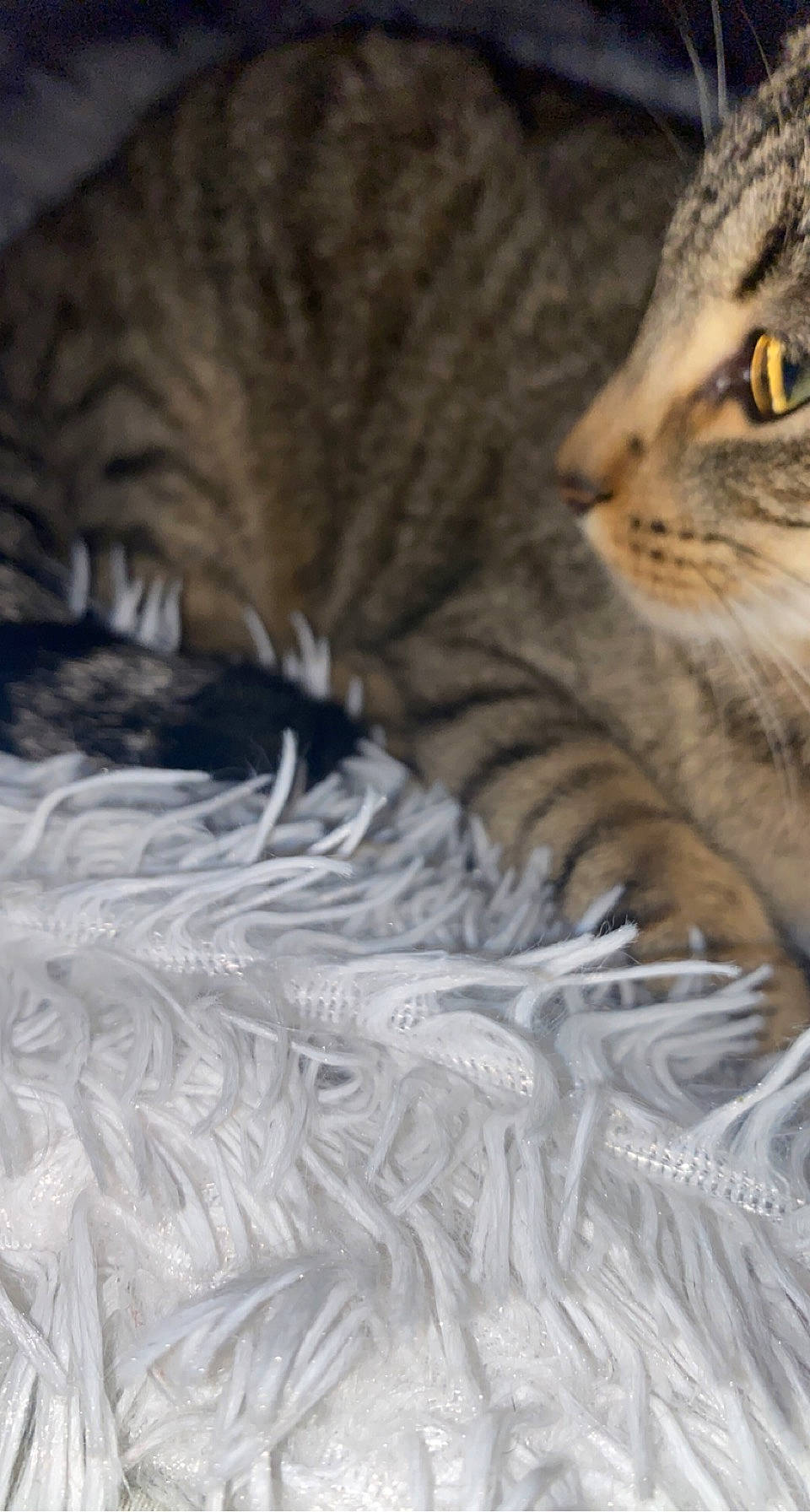 Miyuki participe au concours pour gagner de l'argent avec cette photo : carnivore, cat, close_up, comfort, darkness, domestic_short_haired_cat, eye, felidae, fur, pattern, small_to_medium_sized_cats, snout, tail, terrestrial_animal, tree, whiskers, wildlife