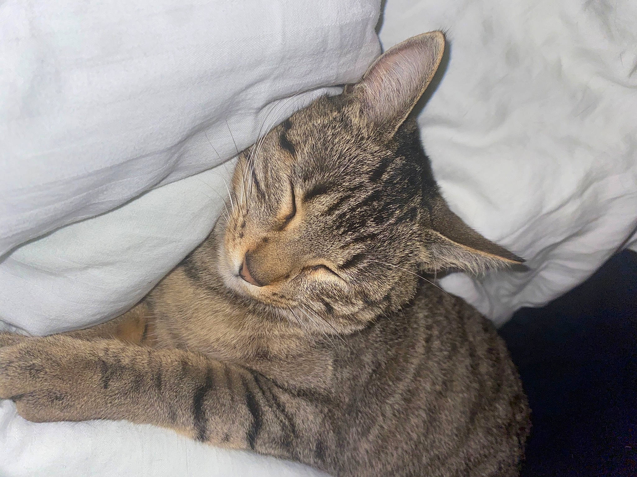 Miyuki a rejoint le concours — aidez-le/la à gagner de superbes lots ! carnivore, cat, claw, comfort, domestic_short_haired_cat, felidae, foot, fur, gesture, grey, human_leg, nap, paw, sitting, small_to_medium_sized_cats, snout, tail, terrestrial_animal, whiskers