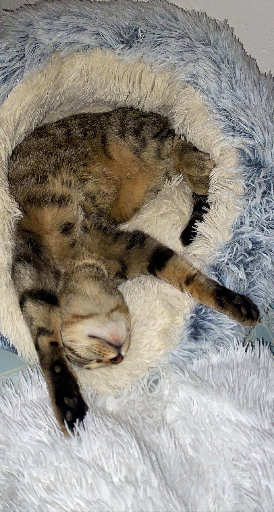 Miyuki participe au concours pour gagner de l'argent avec cette photo : carnivore, cat, cat_bed, claw, comfort, domestic_short_haired_cat, felidae, fur, nap, paw, sleep, small_to_medium_sized_cats, snout, tail, terrestrial_animal, whiskers, wildlife