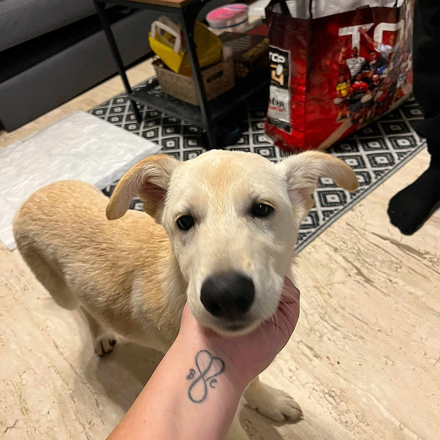 Balu a rejoint le concours — aidez-le/la à gagner de superbes lots ! affection, bag, black_sock, close_up, clutter, container, curious, dog, floor, hand, indoor, light_tan, marble_floor, person, pet, puppy, rug, sofa, table, tattoo