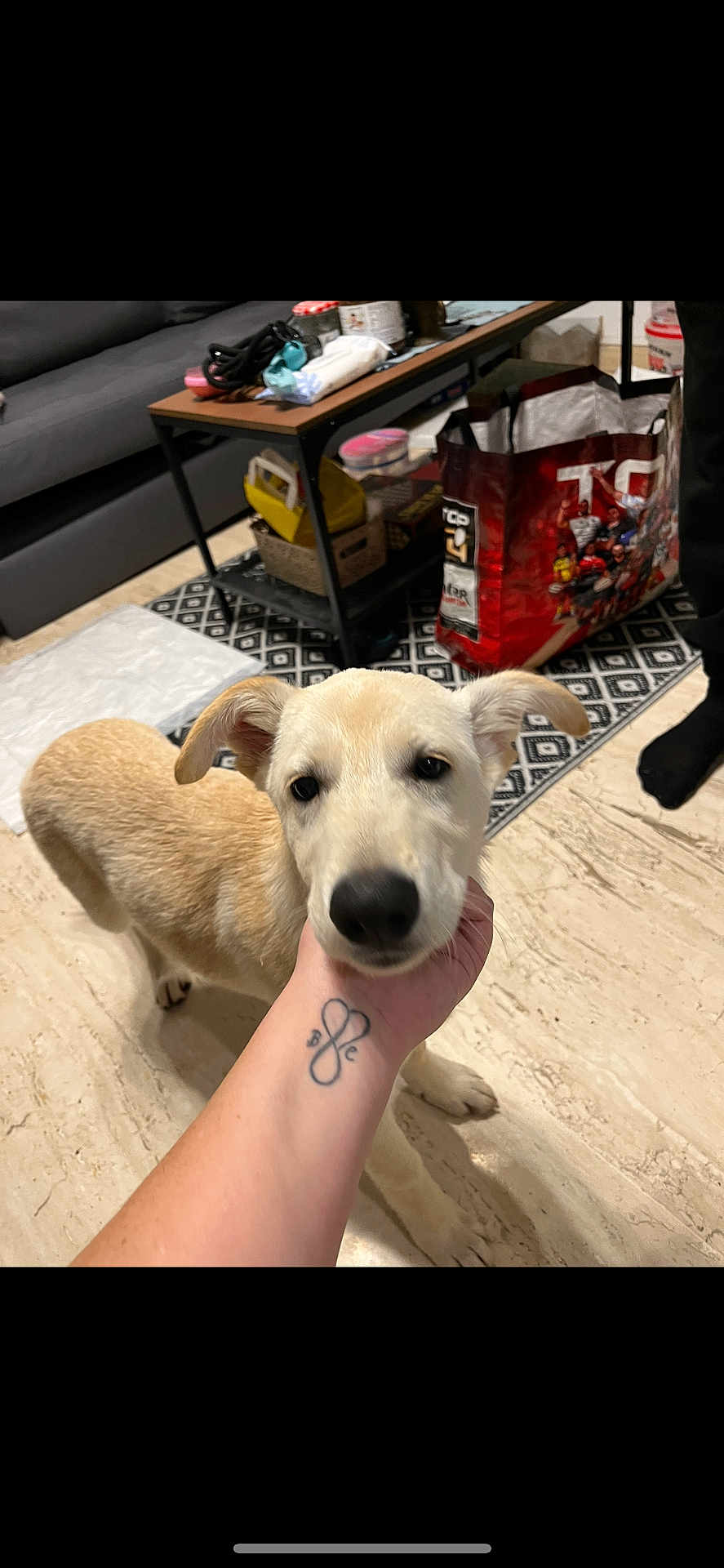 Balu a rejoint le concours — aidez-le/la à gagner de superbes lots ! puppy, dog, indoor, floor, hand, tattoo, table, rug, sofa, bag, container, person, black_sock, marble_floor, curious, light_tan, pet, affection, clutter, close_up
