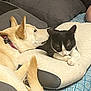 Balu participe au concours pour gagner de l'argent avec cette photo : dog, cat, pillow, blanket, cushion, resting, indoor, pet, animal, black_and_white_cat, light_colored_dog, fur, relaxing, companion, cozy, home, comfort, sleepy, close_up, friendship