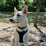 Balu a rejoint le concours — aidez-le/la à gagner de superbes lots ! dog, animal, pet, white_fur, harness, collar, river, water, rocks, trees, forest, outdoor, nature, sunlight, shadow, sitting, ears, tag, leash, calm