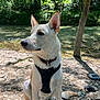 dog, animal, pet, white_fur, harness, collar, river, water, rocks, trees, forest, outdoor, nature, sunlight, shadow, sitting, ears, tag, leash, calm