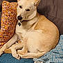 Balu participe au concours pour gagner de l'argent avec cette photo : dog, couch, pillow, blanket, resting, indoor, pet, animal, cozy, fur, relaxed, home, domestic, comfort, furniture, canine, sleeping, cute, companion, cute_pet