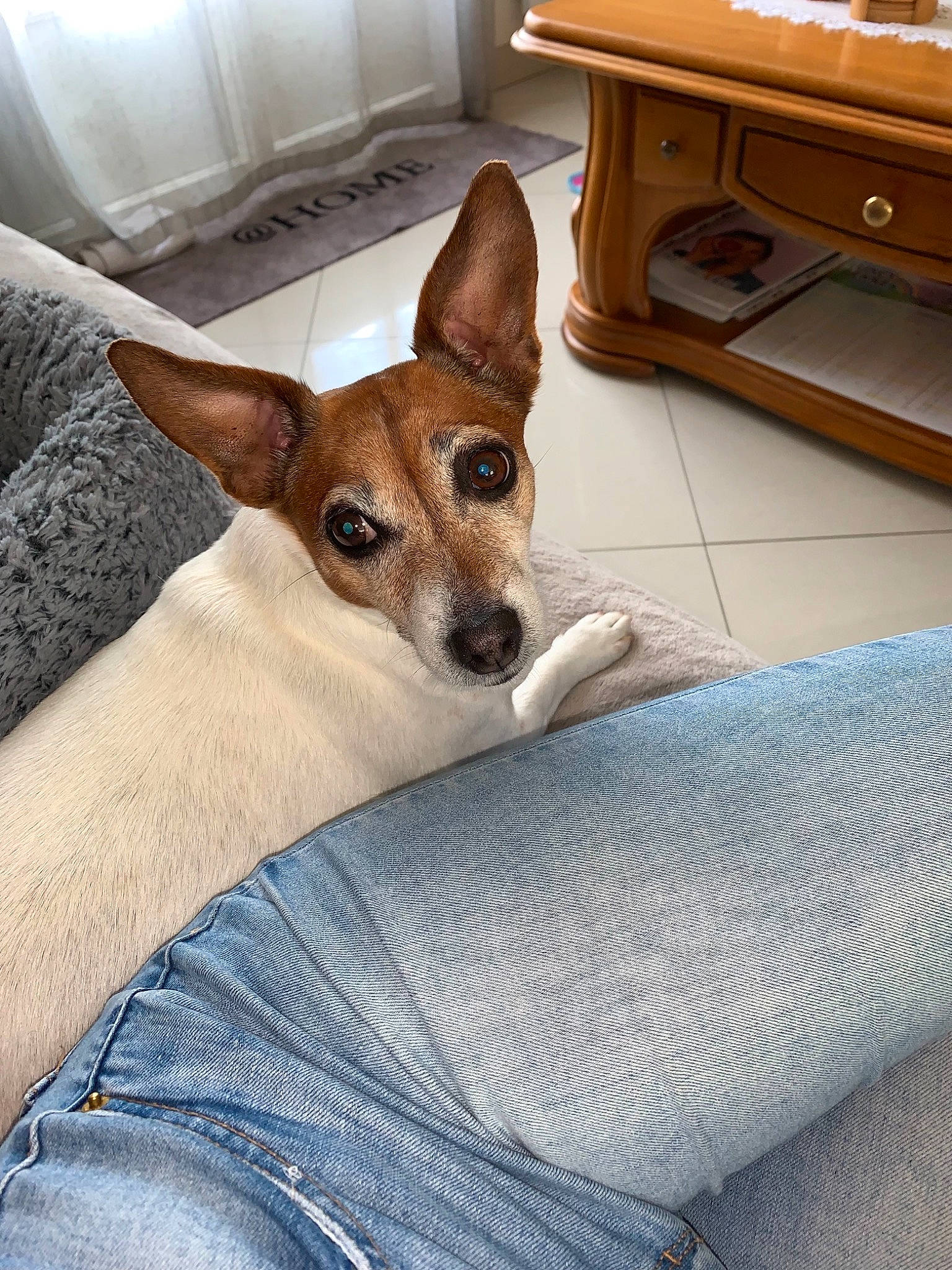 Joyce a rejoint le concours — aidez-le/la à gagner de superbes lots ! canidae, carnivore, chair, comfort, companion_dog, desk, dog, dog_breed, fawn, flooring, furniture, hardwood, room, snout, sporting_group, table, vertebrate, whiskers, wood, working_animal