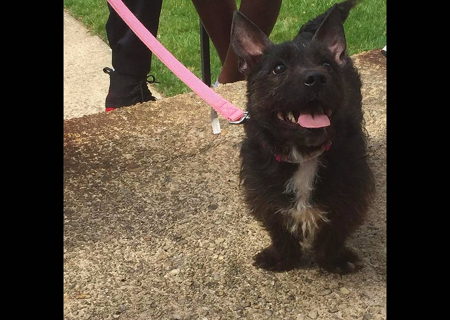 Khloê is registered to the contest to win money with this photo: canidae, carnivore, collar, companion_dog, dog, dog_breed, dog_collar, fashion_accessory, foot, fur, grass, human_leg, leash, magenta, road_surface, terrier, toy_dog, walking, working_animal, working_dog