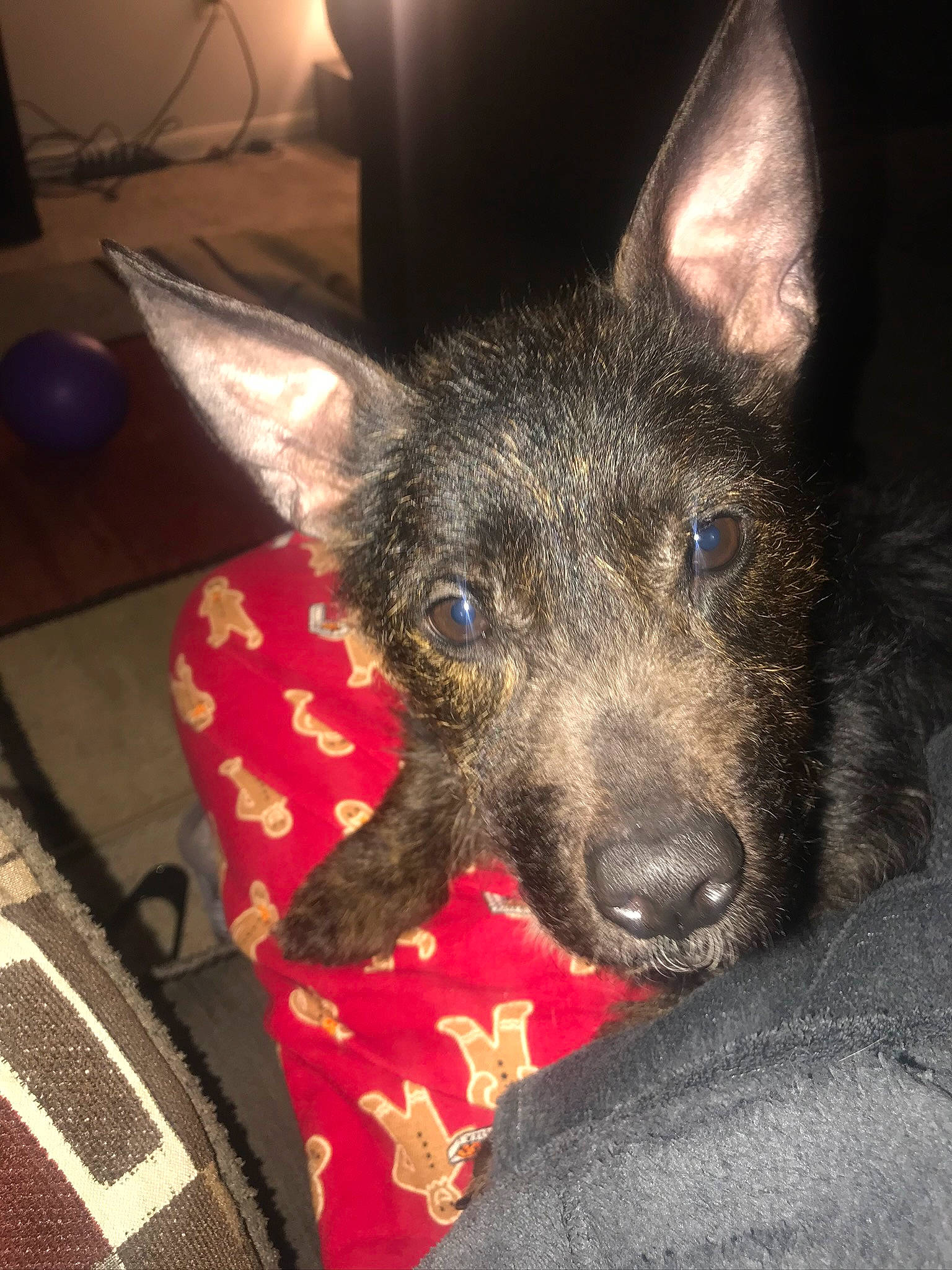 Khloê joined the competition — help win amazing prizes! australian_cattle_dog, canidae, carnivore, companion_dog, dog, dog_breed, ear, fawn, fur, guard_dog, non_sporting_group, paw, puppy, snout, sporting_group, whiskers, working_animal, working_dog