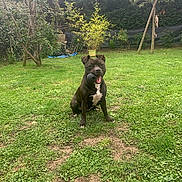 Chanel participe au concours pour gagner de l'argent avec cette photo : dog, black_dog, ball, grass, garden, tree, plants, outdoor, pet, animal, playful, sitting, tongue, mouth, greenery, nature, summer, yard, happy, canine