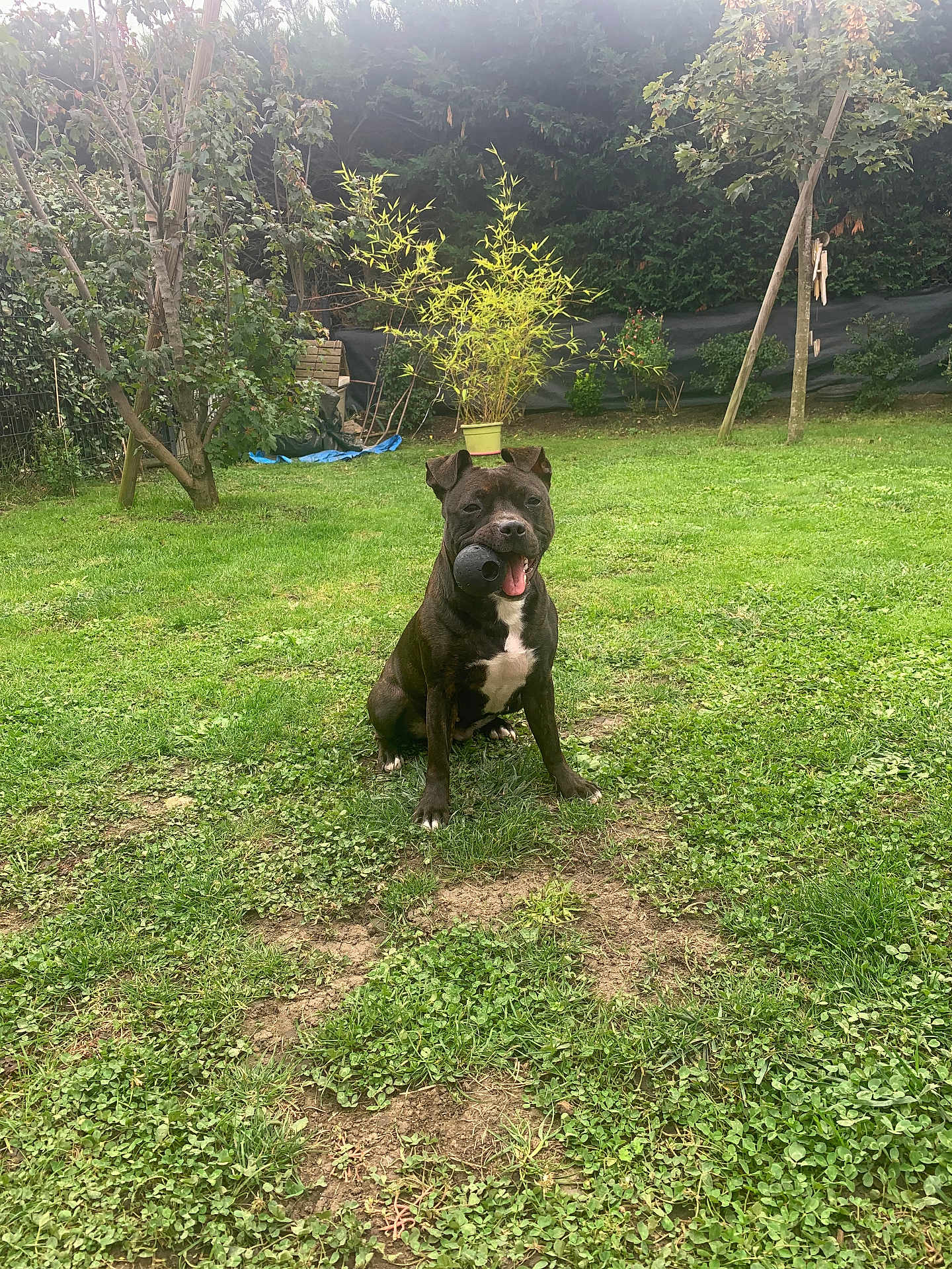 Chanel participe au concours pour gagner de l'argent avec cette photo : dog, black_dog, ball, grass, garden, tree, plants, outdoor, pet, animal, playful, sitting, tongue, mouth, greenery, nature, summer, yard, happy, canine