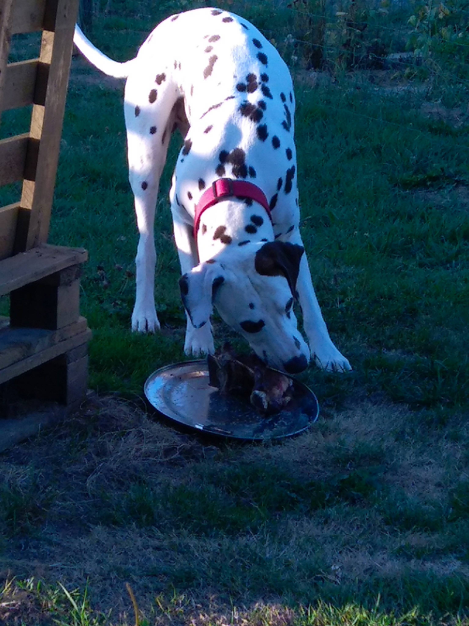 Oggy a rejoint le concours — aidez-le/la à gagner de superbes lots ! art, carmine, carnivore, companion_dog, dalmatian, dog, dog_breed, dog_supply, fawn, grass, guard_dog, hunting_dog, non_sporting_group, pattern, sporting_group, tail, terrestrial_animal, working_animal, working_dog, yard