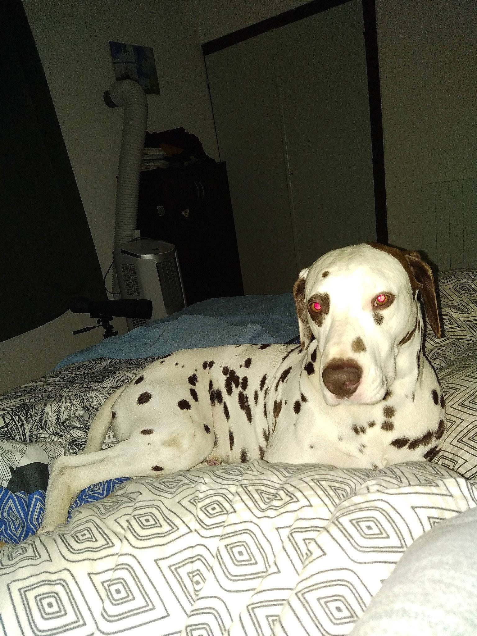 Oggy participe au concours pour gagner de l'argent avec cette photo : canidae, carnivore, comfort, companion_dog, dalmatian, dog, dog_breed, dog_collar, dog_supply, fawn, non_sporting_group, snout, sporting_group, terrestrial_animal, whiskers, working_animal