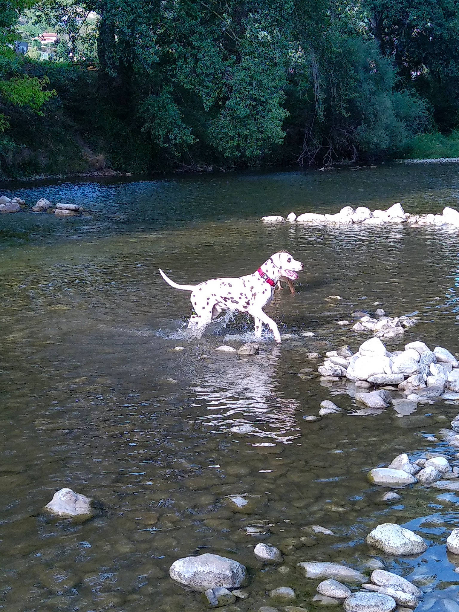 Oggy a rejoint le concours — aidez-le/la à gagner de superbes lots ! body_of_water, carnivore, dog, dog_breed, fawn, fluvial_landforms_of_streams, grass, lake, landscape, leisure, natural_landscape, plant, sporting_group, stream, tail, tree, water, water_resources, watercourse, working_animal