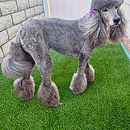 Lacy is registered to the contest to win money with this photo: animal, artificial_grass, bow, canine, companion, cute, dog, fancy, fluffy, fur_style, gray_fur, groomed, outdoor, paw, pet, poodle, portrait, standing, tail, well_cared