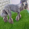 animal, artificial_grass, bow, canine, companion, cute, dog, fancy, fluffy, fur_style, gray_fur, groomed, outdoor, paw, pet, poodle, portrait, standing, tail, well_cared